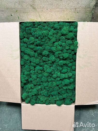 Мох стабилизированный опт розница
