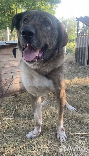 Собака мальчик