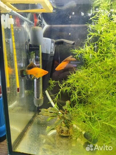 Аквариумные рыбки