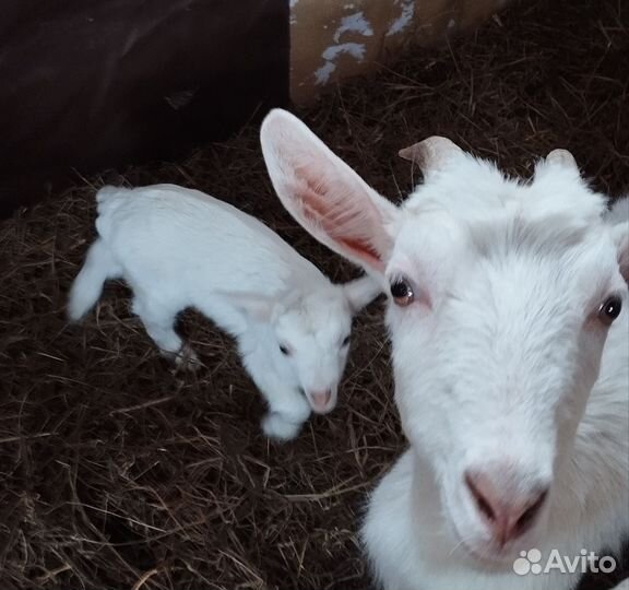 Продам коз и козлят