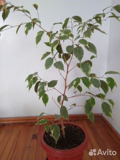 Бенджамина