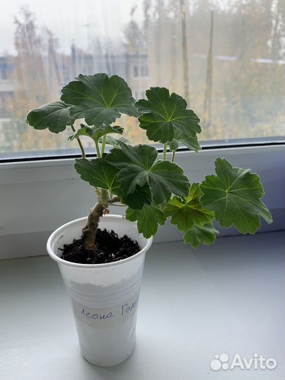 Пеларгония герань сортовая