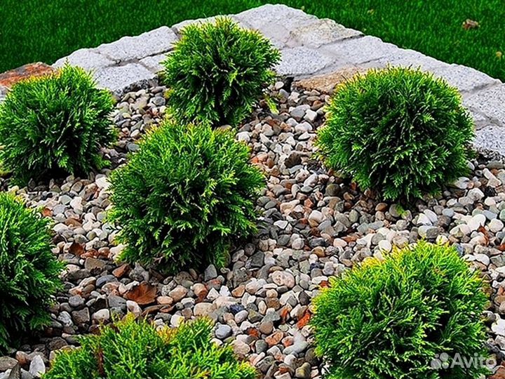 Туи зеленые