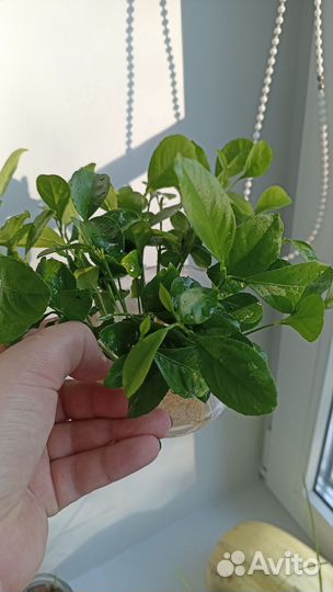 Лимон финиковая пальма цветы