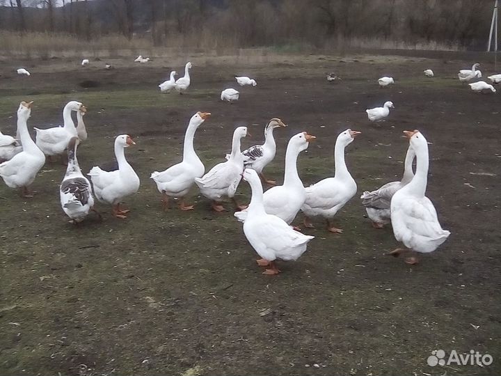 Продам мясо гуся в тушках и живьём на племя