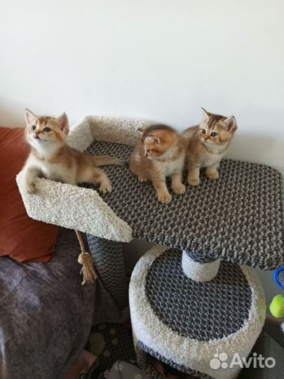 Британские котята / золотая шиншилла