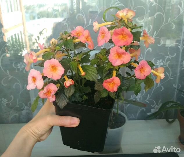 Цветущий комнатный ахименес