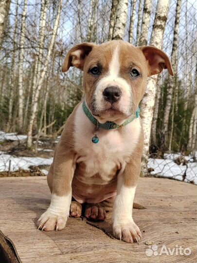 Щенки американского стаффорда