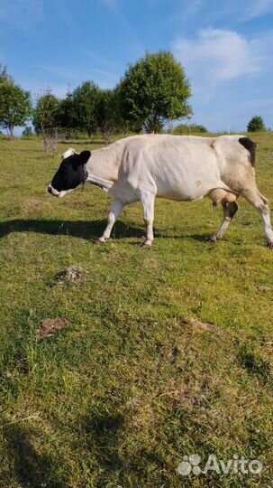 Быки,нетели,телки,дойные коровы