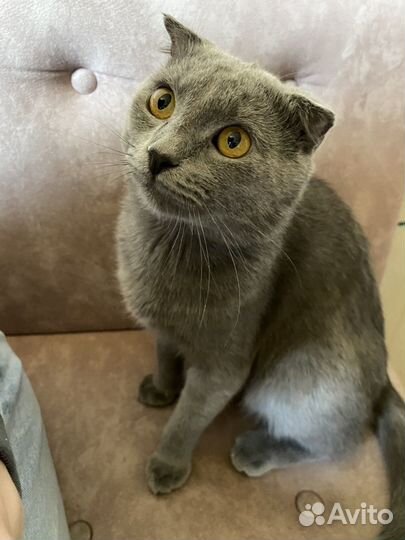 Британская