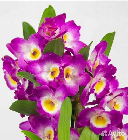 Орхидея дендробиум