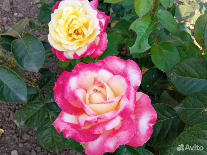 Розы, Букеты, Чебуки