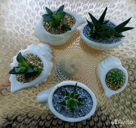 Суккуленты в мини ракушках