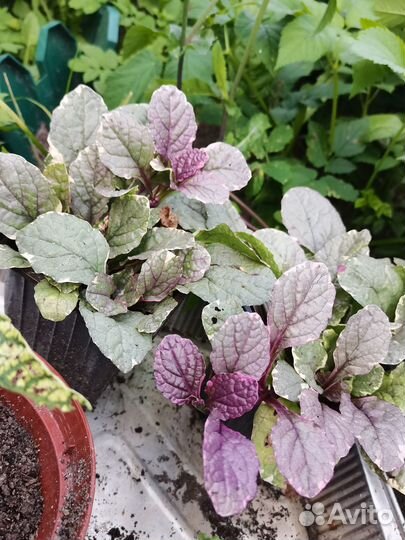 Живучка ползучая 