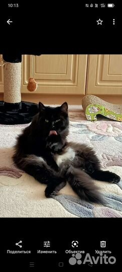 Кошка