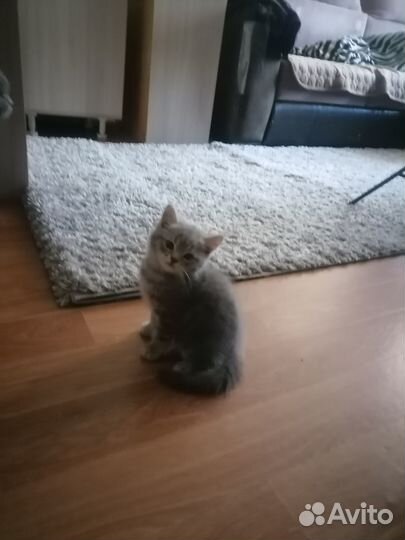 Британские котята