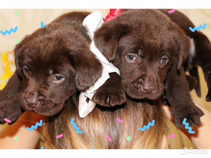 Шоколадный лабрадор