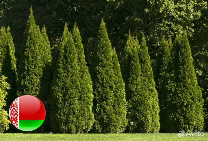 Туи сортовые:Брабант,Смарагд,Колумна