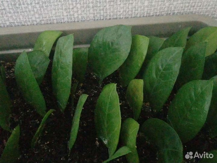 Зимиокулькас-листья