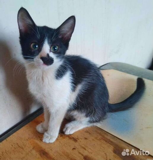 Котята рождённые на заводе