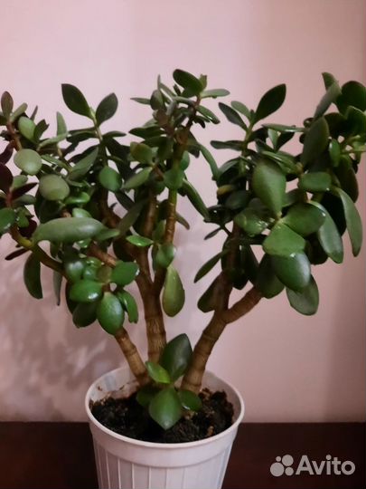 Денежное дерево толстянка