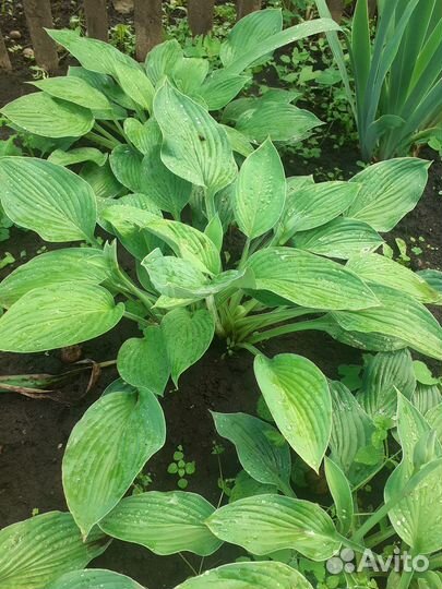 Хоста растение