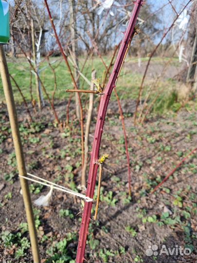 Саженцы домашней ежевики