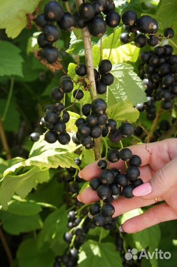 Саженцы чёрной смородины