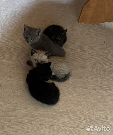 Котята в добрые руки