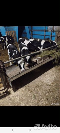 Бычки и Тёлки