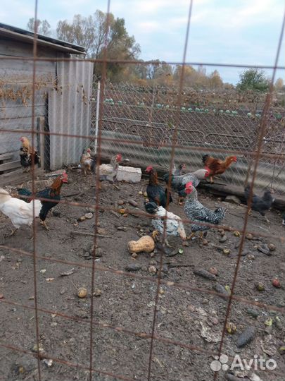 Молодые петухи разных пород