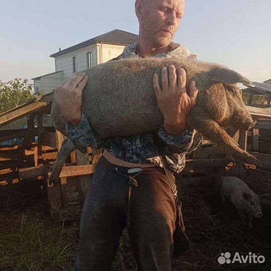 Свиноматки мангалица и поросята