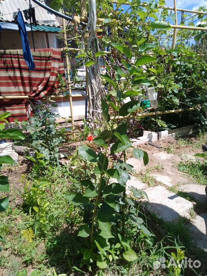 Саженцы вишни