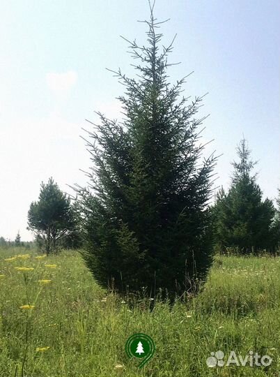 Ель 5,65 м