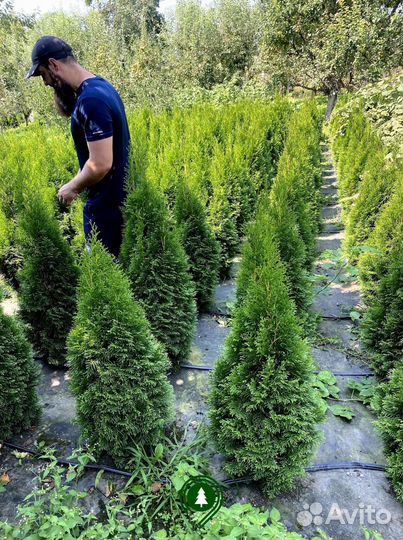 Туя смарагд с доставкой