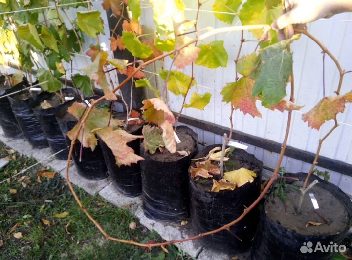 Саженцы винограда новинки