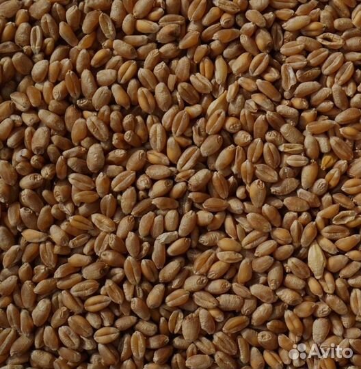 Зерно и горох