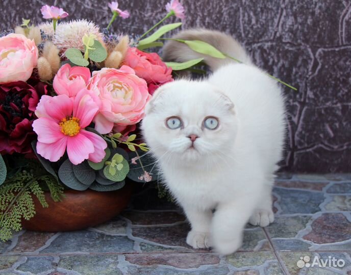 Голубоглазая красотка