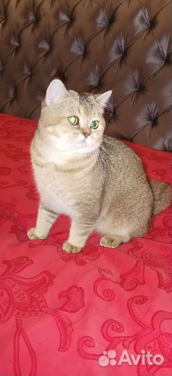 Золотая шиншилла вязка