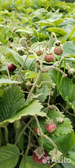 Саженцы малины