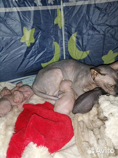 Котята канадского сфинкса