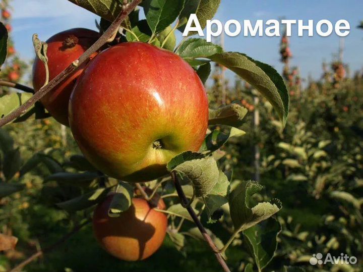 Продажа саженцев