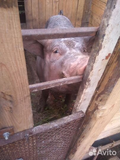 Хряк на племя Петрен