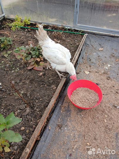 Куры на суп