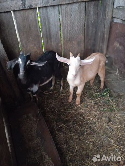 Козлята