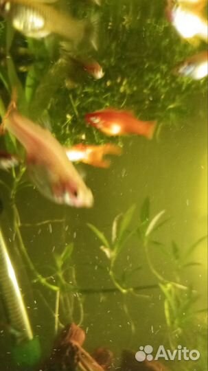 Мальки меченосцев