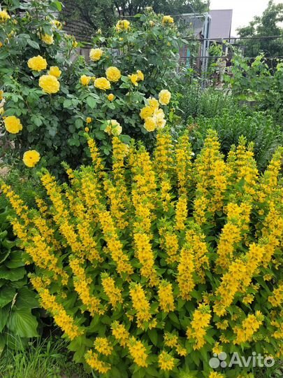 Вербейник, рудбекия, гелениум, лилия желтая