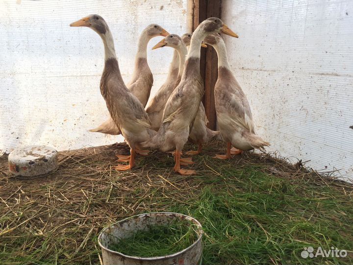 Утки индийский бегунок