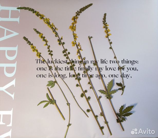 Гербарий сухоцветы для творчества