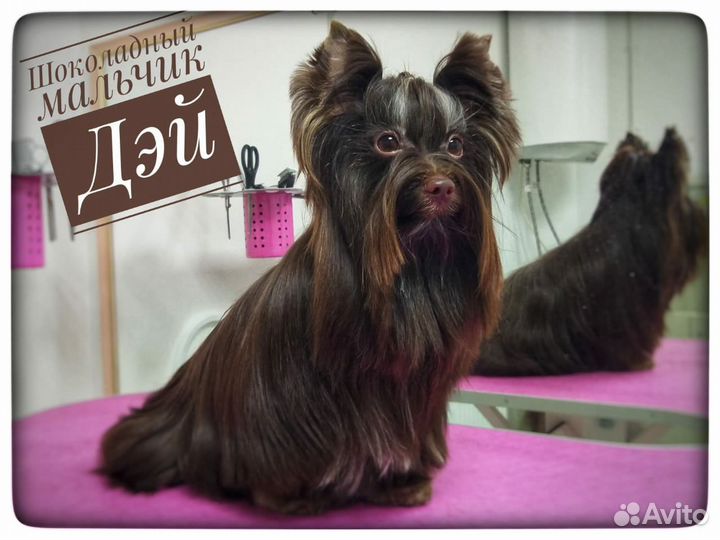 Йоркширский терьер